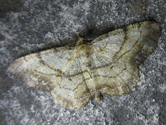 Polymixinia appositaria