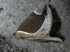 Hypena bicoloralis