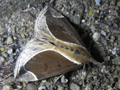 Hypena bicoloralis