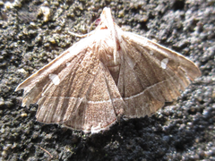 Cidariplura gladiata