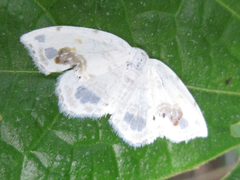 Auzata nigrata
