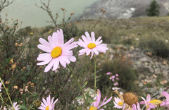 Chrysanthemum sinuatum