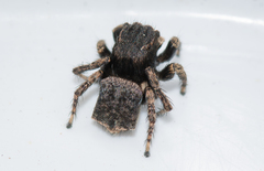 Maratus vespertilio