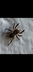 Salticidae