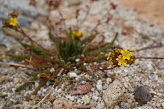 Ivesia lycopodioides