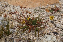Ivesia lycopodioides