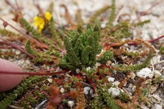 Ivesia lycopodioides