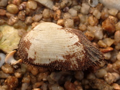 Barbatia