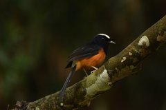 Copsychus stricklandii stricklandii