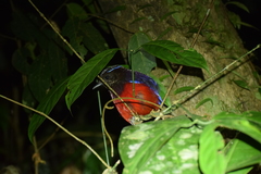 Erythropitta ussheri