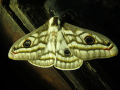 Heniocha apollonia