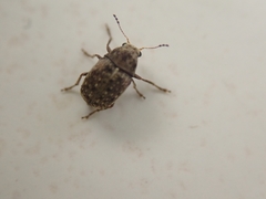 Choraginae