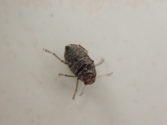 Choraginae