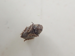 Choraginae