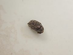 Choraginae
