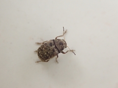Choraginae