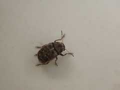 Choraginae