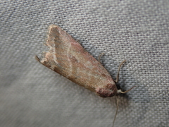 Phyllophila obliterata