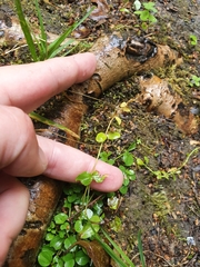 Lysimachia nummularia