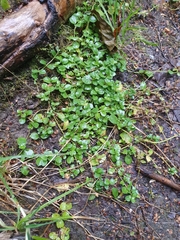 Lysimachia nummularia