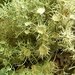 Bushy Beard Lichen - Photo (c) Jason Hollinger, some rights reserved (CC BY)