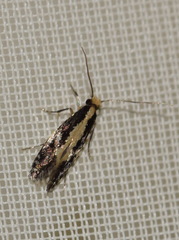 Monopis obviella