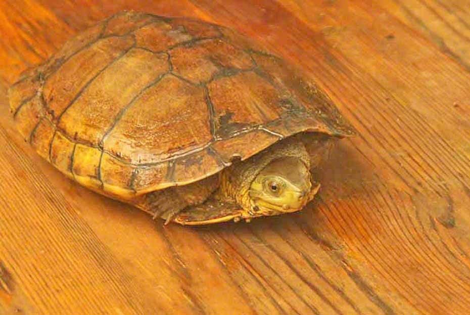 Ryukyu Yellow Pond Turtle in September 2020 by Michael Lynch. Mauremys ...