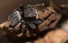 Maratus vespertilio