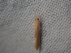 Setodes argentipunctellus