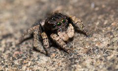 Maratus vespertilio