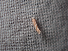 Phyllonorycter millierella