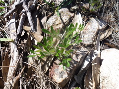 Xanthosia huegelii