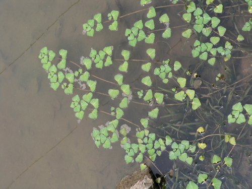 Trapella sinensis, photograph 4