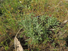 Vittadinia cuneata