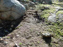 Collinsia torreyi wrightii