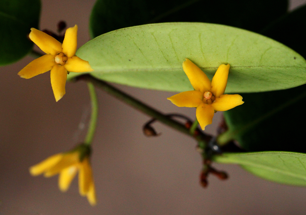 Secamone brevipes