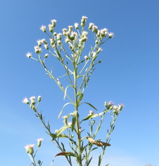 Erigeron acris podolicus