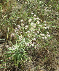 Erigeron acris podolicus