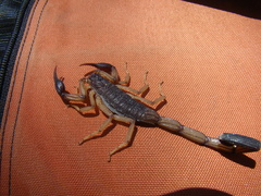 Centruroides edwardsii