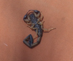 Centruroides edwardsii