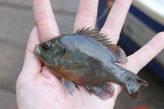 Redspotted sunfish (4) : r/MicroFishing