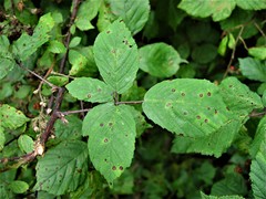 Rubus rubritinctus