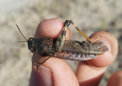 Bryodemella tuberculata