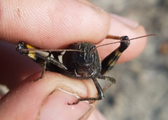 Bryodemella tuberculata