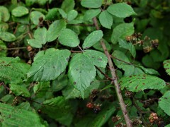 Rubus rubritinctus