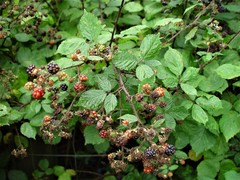 Rubus rubritinctus