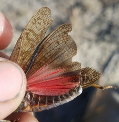 Bryodemella tuberculata