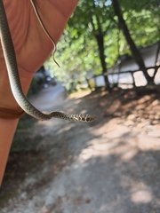 Hierophis viridiflavus