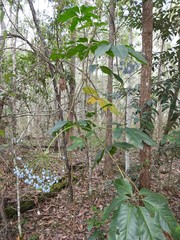 Mackinlaya macrosciadea