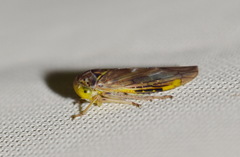 Idiocerus stigmaticalis